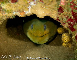 Eel Smile by Pascal Tremblay 